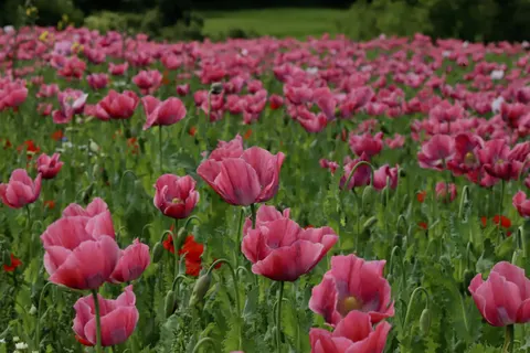 Poppy Field 4K Wallpaper · flowers · 3840×2560