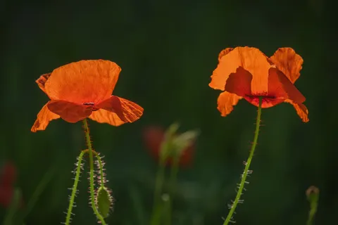 Poppy Field 4K Wallpaper · flowers · 3840×2560
