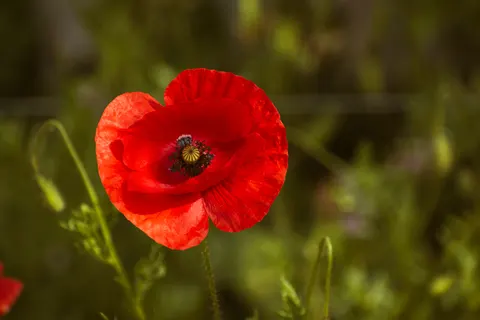Poppy Field 4K Wallpaper · flowers · 3840×2560