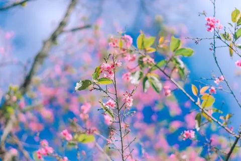 Fond d'écran Fleurs de cerisier 4K · nature · 3840×2560