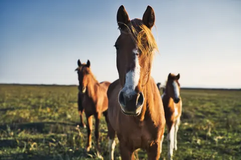 Обои Лошадь 4K · animals · 3840×2560