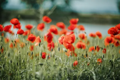 Poppy Field 4K Wallpaper · flowers · 3840×2560