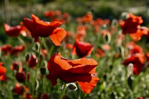 Poppy Field 4K Wallpaper · flowers · 3840×2560