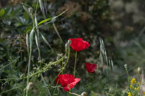 Poppy Field 4K Wallpaper · flowers · 3840×2560
