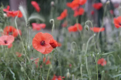 Poppy Field 4K Wallpaper · flowers · 3840×2560
