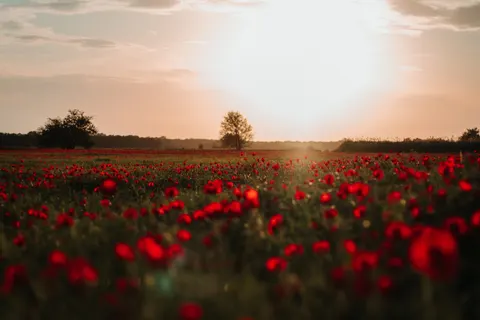 Poppy Field 4K Wallpaper · flowers · 3840×2560