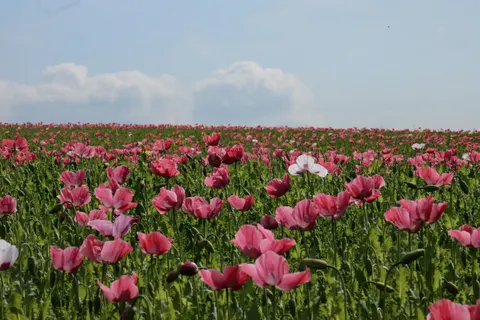 Poppy Field 4K Wallpaper · flowers · 3840×2560