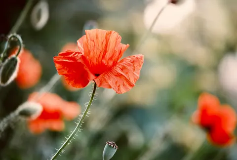 Poppy Field 4K Wallpaper · flowers · 3840×2595