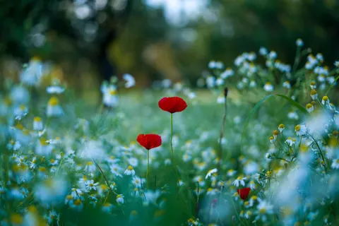 Poppy Field 4K Wallpaper · flowers · 3840×2560