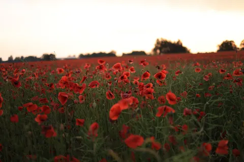 Poppy Field 4K Wallpaper · flowers · 3840×2561