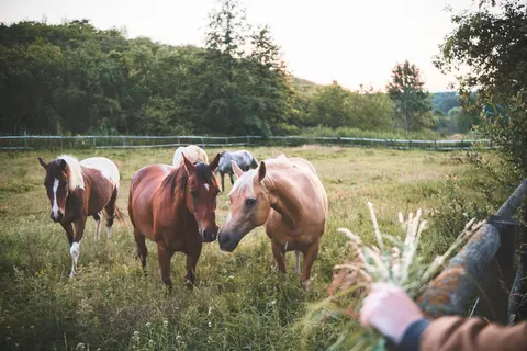 Fond d'écran Cheval 4K · animals · 3840×2560