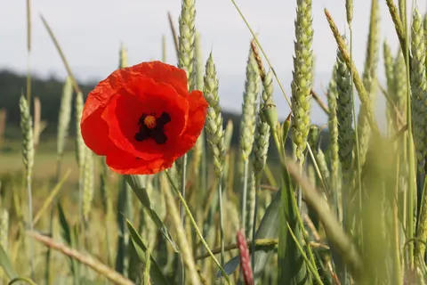 Poppy Field 4K Wallpaper · flowers · 3840×2560