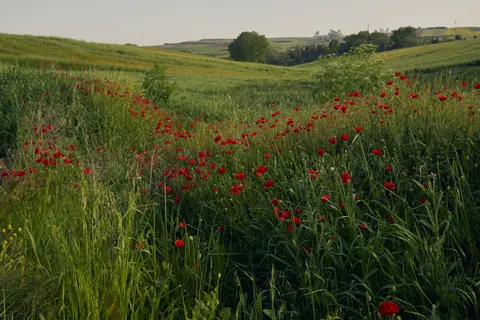 Poppy Field 4K Wallpaper · flowers · 3840×2560
