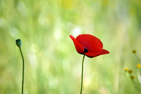 Poppy Field 4K Wallpaper · flowers · 3840×2560