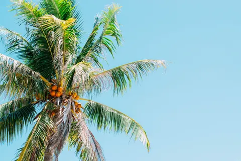 Tropical Paradise 4K Wallpaper · tropical · 3840×2560