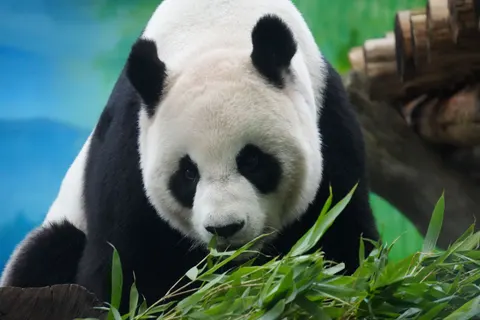 पांडा 4K वॉलपेपर · animals · 3840×2560