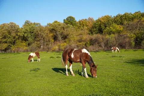 Horse 4K Wallpaper · animals · 3840×2560