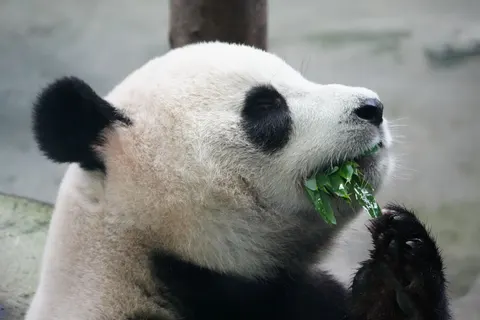 Sfondo Panda 4K · animals · 3840×2560