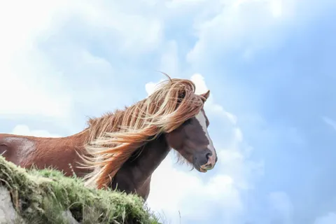 Pferd 4K Hintergrundbild · animals · 3840×2560