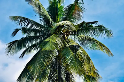 Palm Trees 4K Wallpaper · tropical · 3840×2560