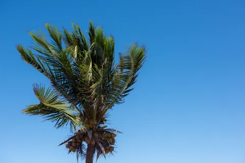 Palm Trees 4K Wallpaper · tropical · 3840×2563
