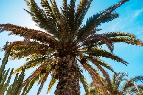 Palm Trees 4K Wallpaper · tropical · 3840×2560