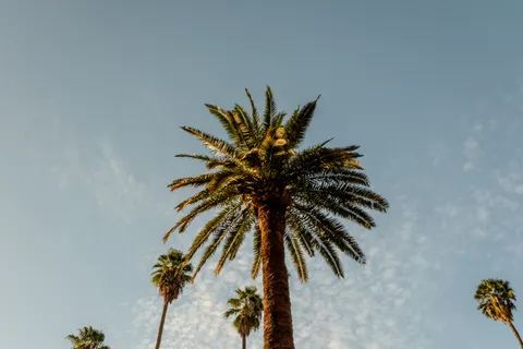 Palm Trees 4K Wallpaper · tropical · 3840×2560
