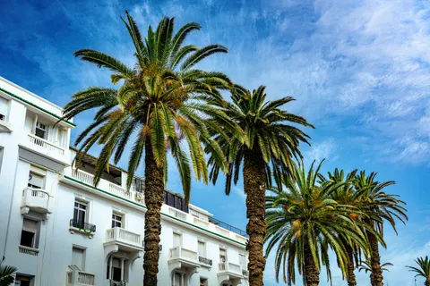 Palm Trees 4K Wallpaper · tropical · 3840×2560