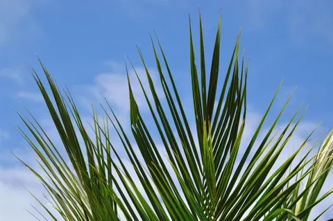 Palm Trees 4K Wallpaper · tropical · 3840×2553