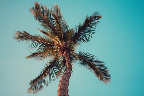 Palm Trees 4K Wallpaper · tropical · 3840×2560