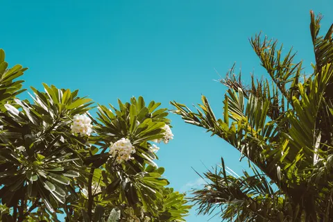 Palm Trees 4K Wallpaper · tropical · 3840×2560