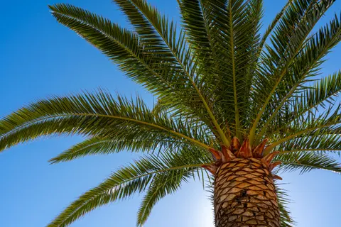 Palm Trees 4K Wallpaper · tropical · 3840×2560