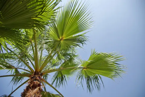 Palm Trees 4K Wallpaper · tropical · 3840×2560