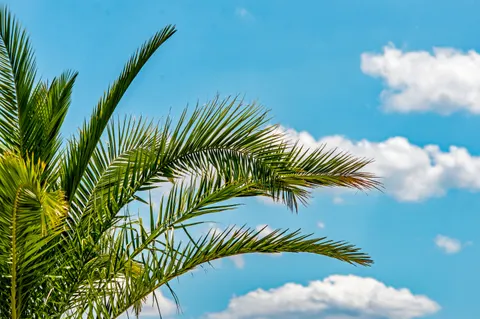 Palm Trees 4K Wallpaper · tropical · 3840×2550