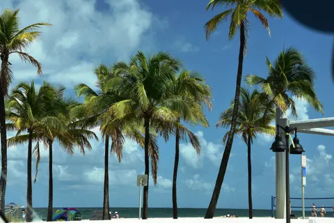 Palm Trees 4K Wallpaper · tropical · 3840×2560