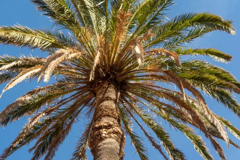 Palm Trees 4K Wallpaper · tropical · 3840×2560