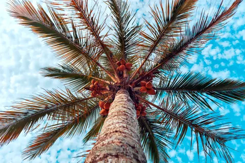 Palm Trees 4K Wallpaper · tropical · 3840×2560