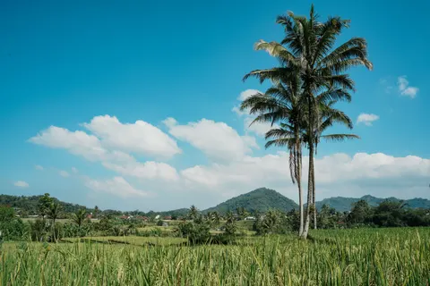 Palm Trees 4K Wallpaper · tropical · 3840×2560