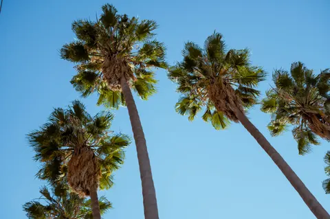 Palm Trees 4K Wallpaper · tropical · 3840×2555
