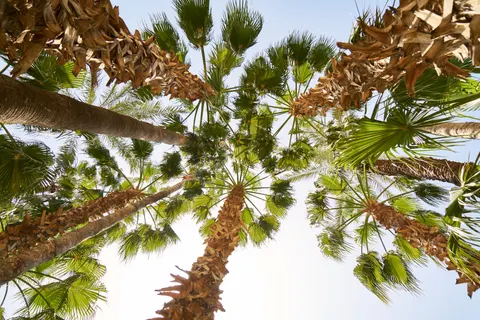 Palm Trees 4K Wallpaper · tropical · 3840×2561