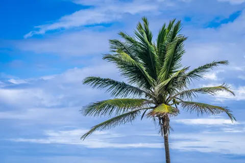 Palm Trees 4K Wallpaper · tropical · 3840×2560