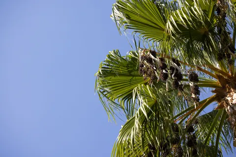 Palm Trees 4K Wallpaper · tropical · 3840×2561