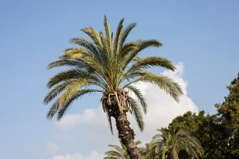 Palm Trees 4K Wallpaper · tropical · 3840×2560