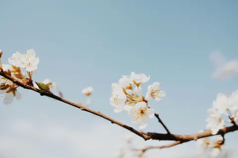 Cherry Blossom 4K Wallpaper · nature · 3840×2560