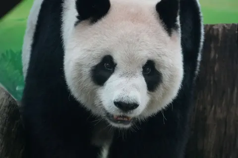Sfondo Panda 4K · animals · 3840×2560