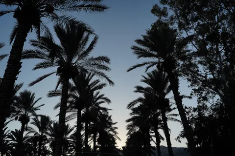 Palm Trees 4K Wallpaper · tropical · 3840×2560