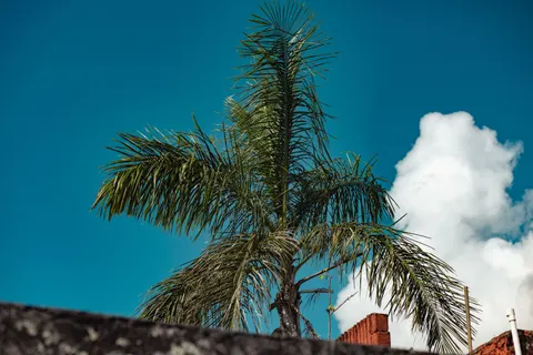 Palm Trees 4K Wallpaper · tropical · 3840×2560