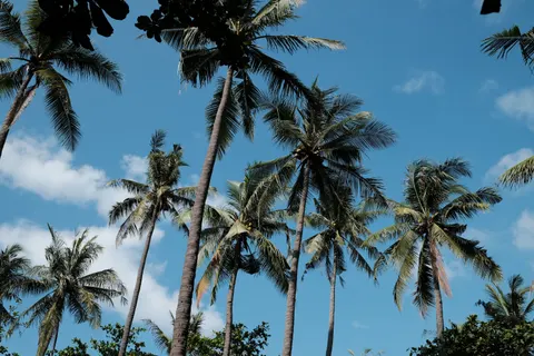 Palm Trees 4K Wallpaper · tropical · 3840×2560