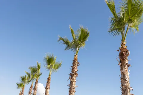 Palm Trees 4K Wallpaper · tropical · 3840×2560
