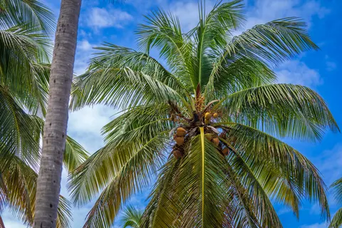 Palm Trees 4K Wallpaper · tropical · 3840×2560